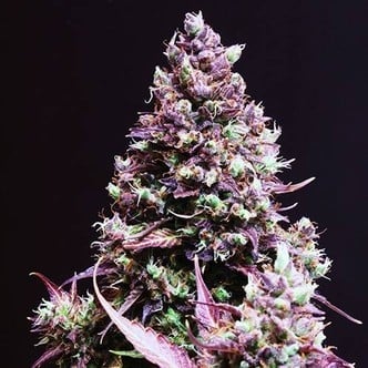 Cream Caramel Auto (Sweet Seeds) feminized