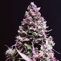 Cream Caramel Auto (Sweet Seeds) feminisiert