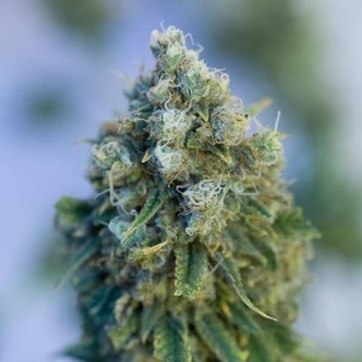 Critical Mass CBD (Dinafem) feminisiert