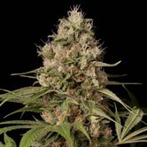 Shark Shock CBD (Dinafem) feminisiert