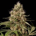 Shark Shock CBD (Dinafem) feminized