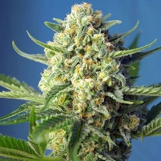 S.A.D. Auto (Sweet Seeds) feminisiert