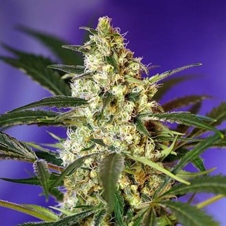 Fast Bud 2 Auto (Sweet Seeds) feminisiert