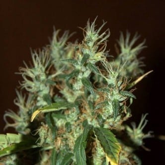 CBD Mango Haze (CBD Crew) feminisiert