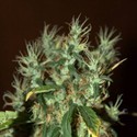 CBD Mango Haze (CBD Crew) feminized