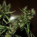 CBD Mango Haze (CBD Crew) feminisiert