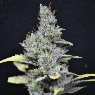 CBD Medi Haze (CBD Crew) feminized