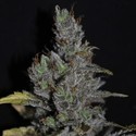 CBD Medi Haze (CBD Crew) feminized