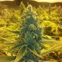 CBD Medi Haze (CBD Crew) feminized