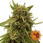CBD Critical Cure (Barney's Farm) feminisiert