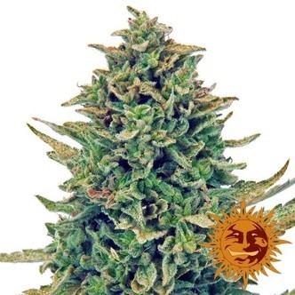 CBD Blue Shark (Barney's Farm) feminized