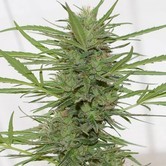Dedoverde Haze Autoflowering (Humboldt Seeds) feminized