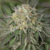 Amherst Sour Diesel (Humboldt Seeds) feminized