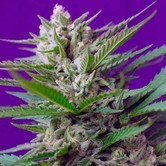 Speed Devil 2 (Sweet Seeds) feminized