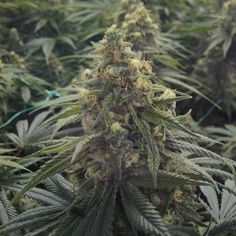 Desert Diesel (Humboldt Seeds) feminisiert