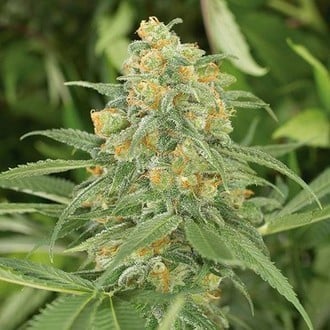 Green Crack 2.0 (Humboldt Seed Organization) feminized