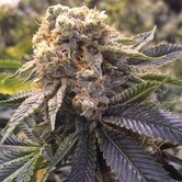 Lost Coast Hashplant (Humboldt Seeds) feminized