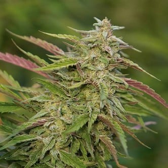 Purple Trainwreck (Humboldt Seeds) feminized