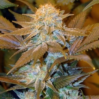 Critical HOG (T.H. Seeds) feminisiert