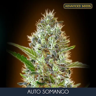 Auto Somango (Advanced Seeds) feminisiert