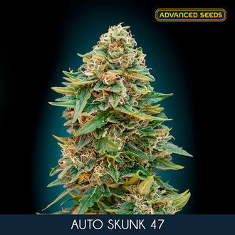 Auto Skunk 47 (Advanced Seeds) feminisiert