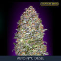 Auto NYC Diesel (Advanced Seeds) feminized