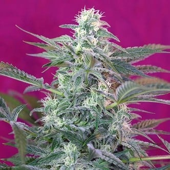 Big Foot (Sweet Seeds) feminized