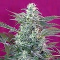 Big Foot (Sweet Seeds) feminisiert