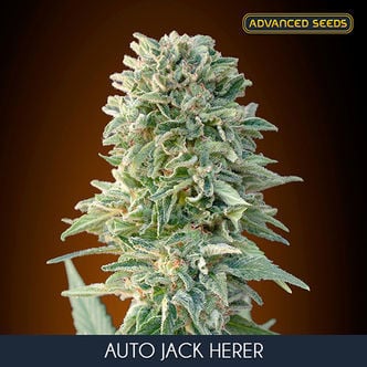 Auto Jack Herer (Advanced Seeds) feminisiert