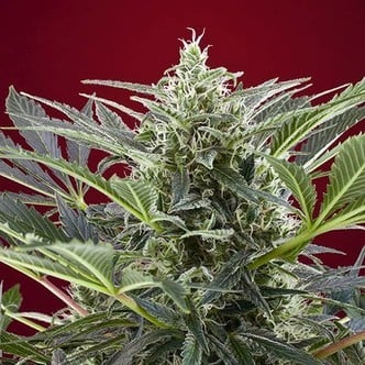 Cream 47 (Sweet Seeds) feminized