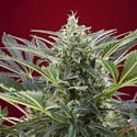 Cream 47 (Sweet Seeds) feminisiert