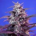 Bloody Skunk Auto (Sweet Seeds) feminisiert