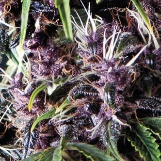 Auto Purple (Pyramid Seeds) feminized