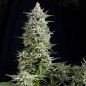 Amnesia Gold (Pyramid Seeds) feminisiert