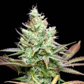 Pennywise (TGA Subcool) regular