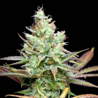 Pennywise (TGA Subcool) regular