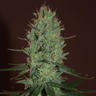 Amnesia Haze (Expert Seeds) feminisiert