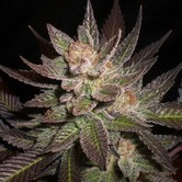 Lavender (Expert Seeds) feminized