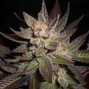Lavender (Expert Seeds) feminized