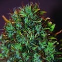 Expert Haze (Expert Seeds) feminisiert