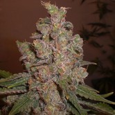 Cheese (Expert Seeds) feminized
