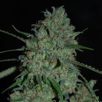 Afghan Skunk (Expert Seeds) feminisiert