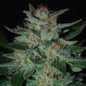 Blue Cheese (Expert Seeds) feminisiert