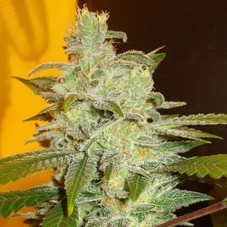 Northern Lights (Expert Seeds) feminized