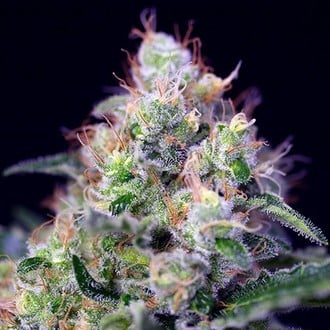 Cream Caramel (Sweet Seeds) feminisiert