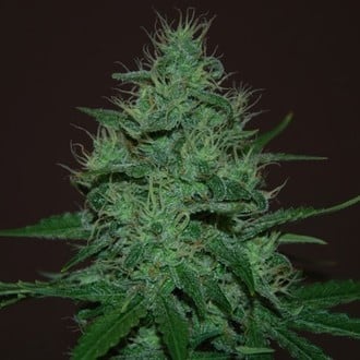 Amnesia Haze Auto (Expert Seeds) feminisiert