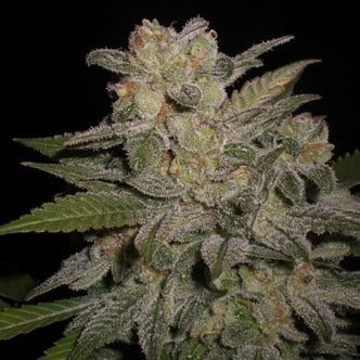 Northern Light Auto (Expert Seeds) feminisiert