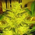 Caramella Auto (Expert Seeds) feminisiert