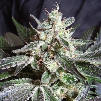 Black Jack (Sweet Seeds) feminisiert