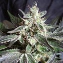 Black Jack (Sweet Seeds) feminized